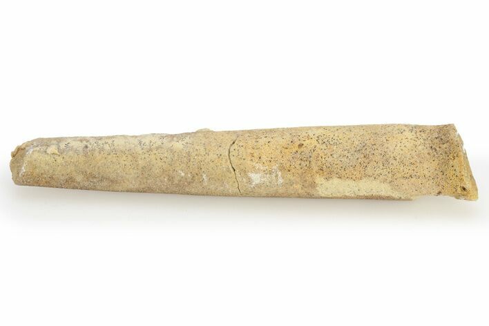 Ordovician Cephalopod (Proteoceras) Fossil - Wisconsin #221270